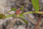 Harper's buttonweed